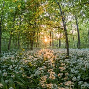 forest-811352_960_720