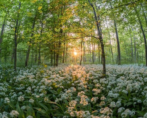 forest-811352_960_720